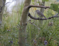 Warbling Vireo 3367